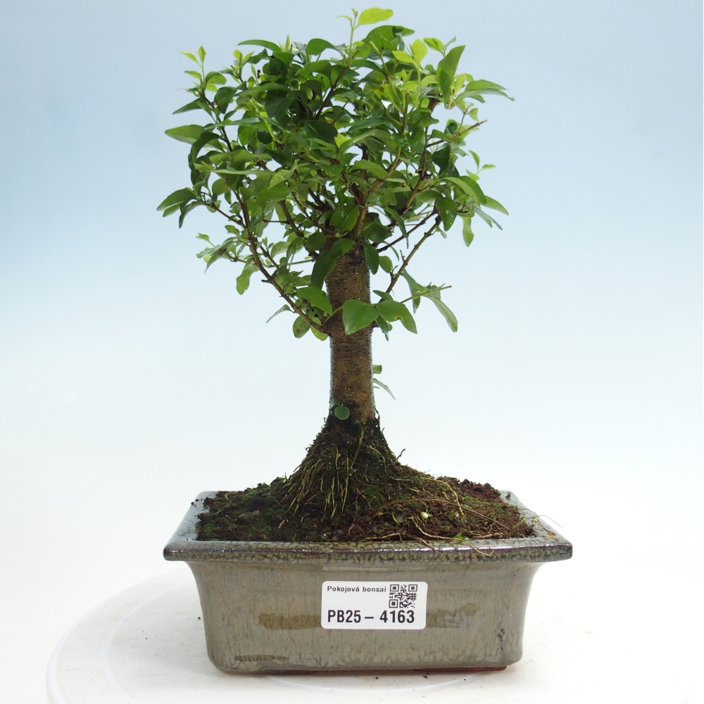 Zimmer Bonsai -Ligustrum chinensis - Vogelschnabel