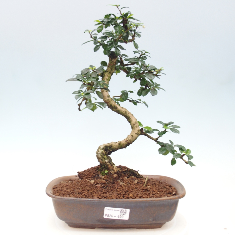 Zimmer-Bonsai - Carmona macrophylla - Tee-Fuki