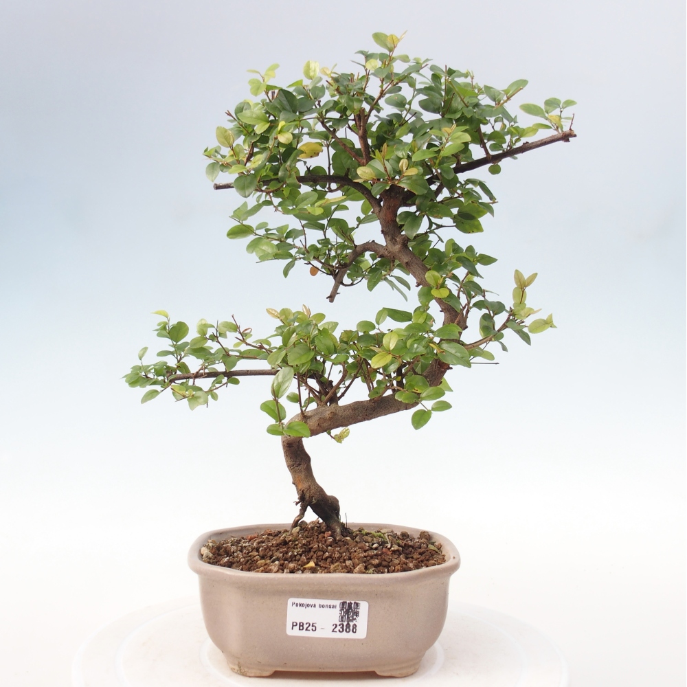 Zimmerbonsai - Sagerécie thea - Sagerécie thea