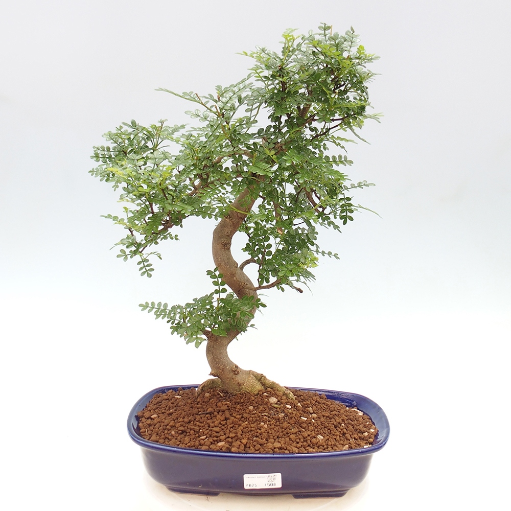 Zimmerbonsai - Zantoxylum piperitum - Pfefferminze