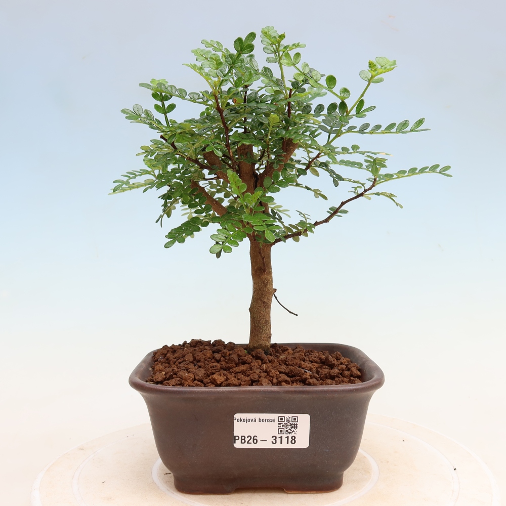 Zimmer Bonsai - Zantoxylum piperitum - Pfefferbaum