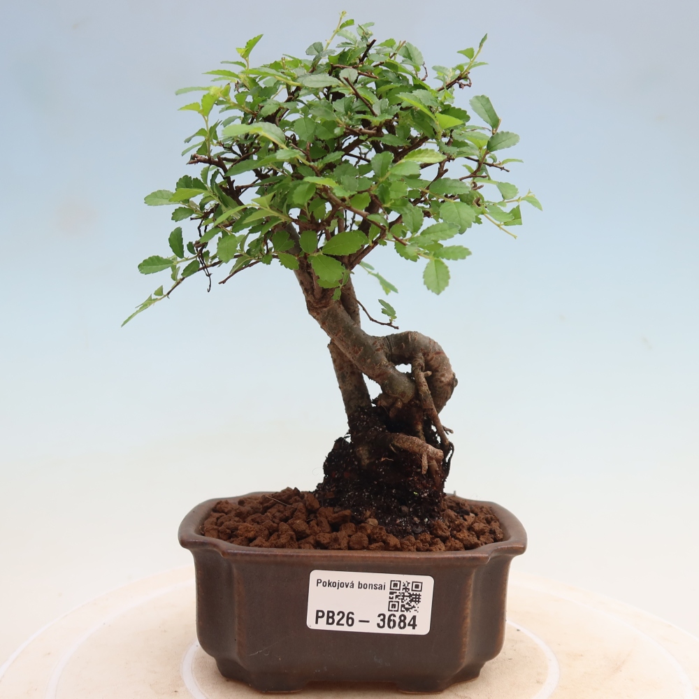 Zimmerbonsai - Ulmus parvifolia - Kleinblättrige Ulme