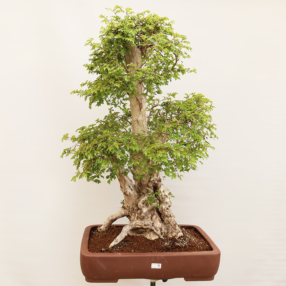 Bonsai im Freien - Carpinus Coreana - Koreanische Hainbuche