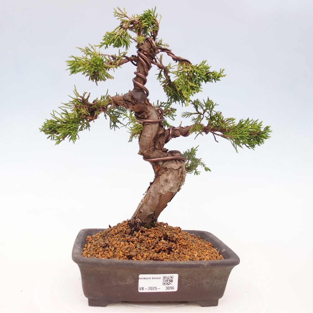 Outdoor bonsai - Juniperus chinensis Itoigawa - Chinese juniper