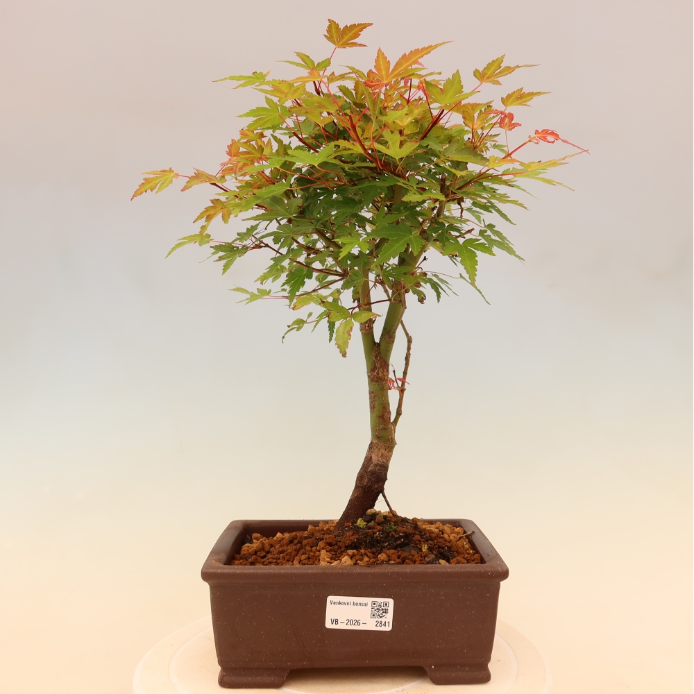 Spitzahorn - Acer palmatum Beni Tsukasa