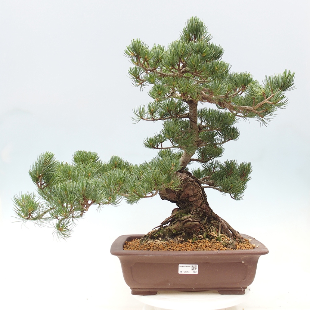 Bonsai für draußen - Pinus parviflora - Pinus parviflora