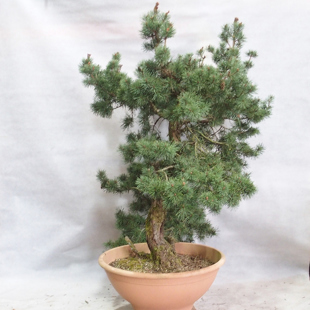 Yamadori - Pinus sylvestris 