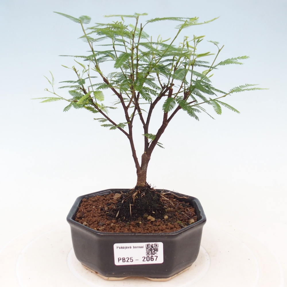 Zimmer Bonsai-Calliandra surinamensis Dixie Pink -Kaliandra von Suria