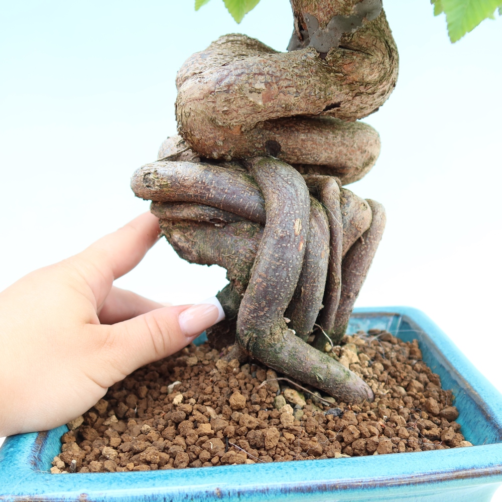Bonsai für draußen - Karpinus Coreana - Koreanische Hainbuche