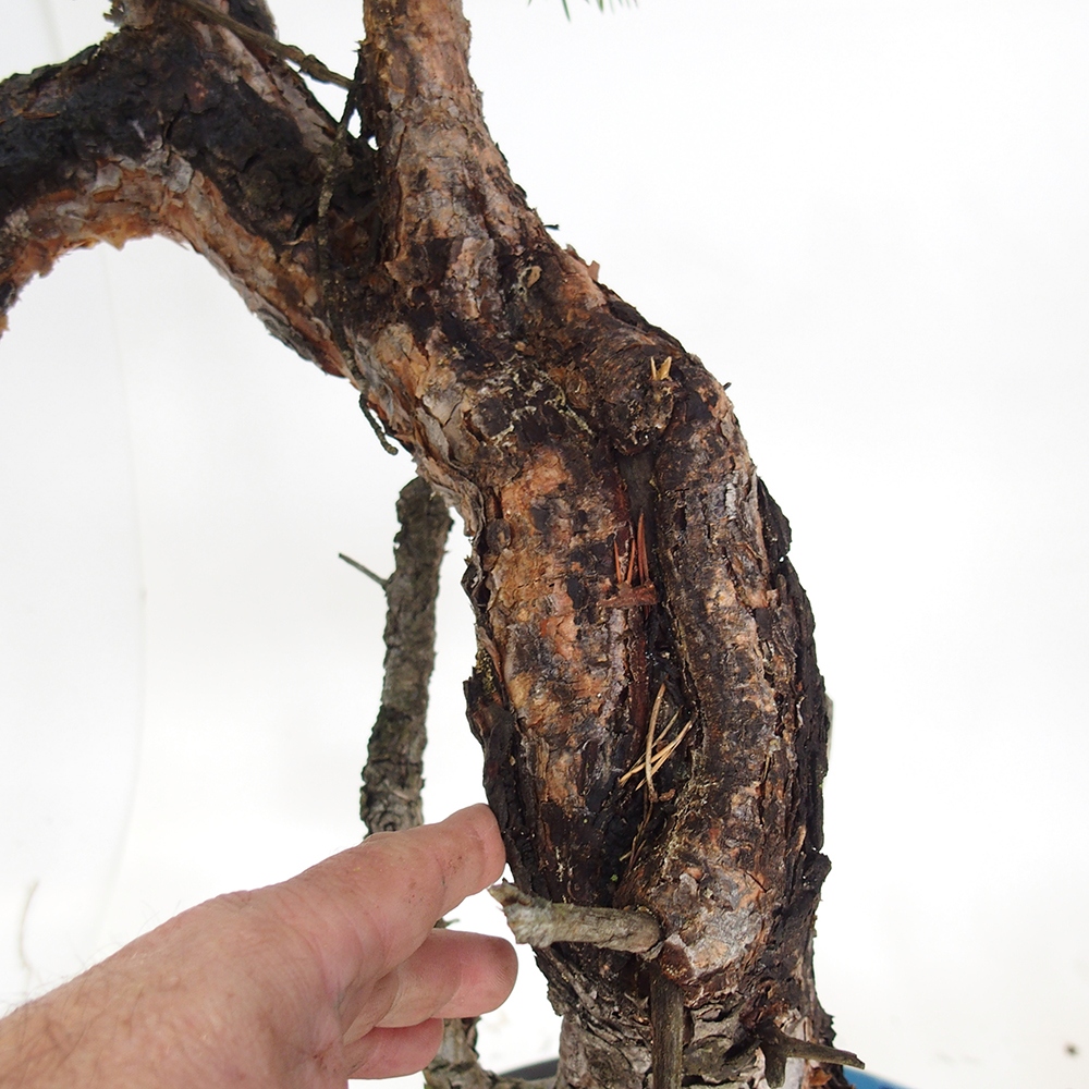 Yamadori - Pinus sylvestris Spanien