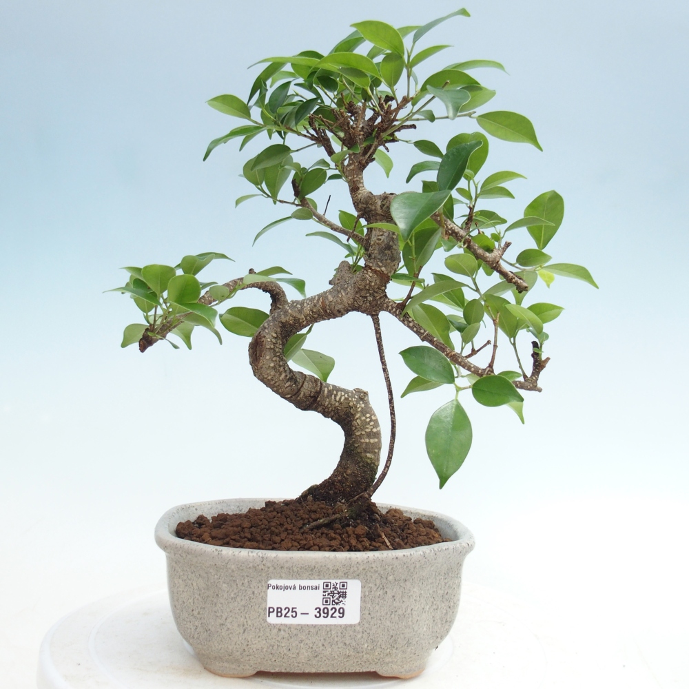 Zimmerbonsai - Ficus retusa - Kleinblättriger Ficus