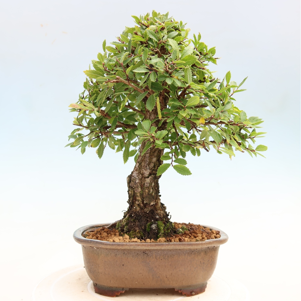 Bonsai für draußen - Zelkova - Zelkova NIRE