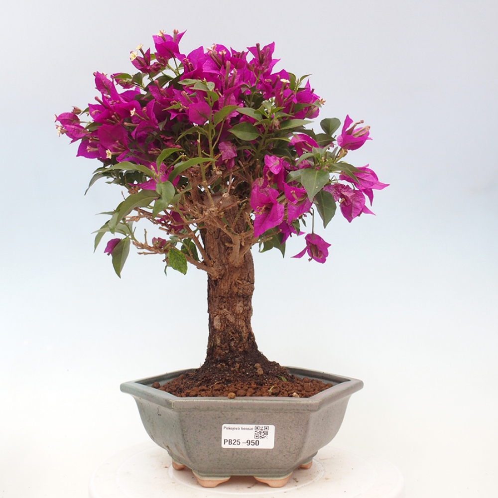 Indoor Bonsai - Bouganwilea