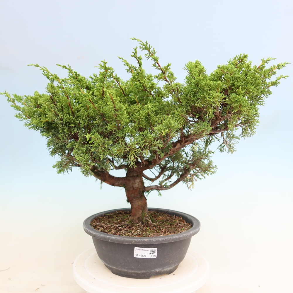 Bonsai für draußen - Juniperus chinensis Itoigawa-Juniperus chinensis