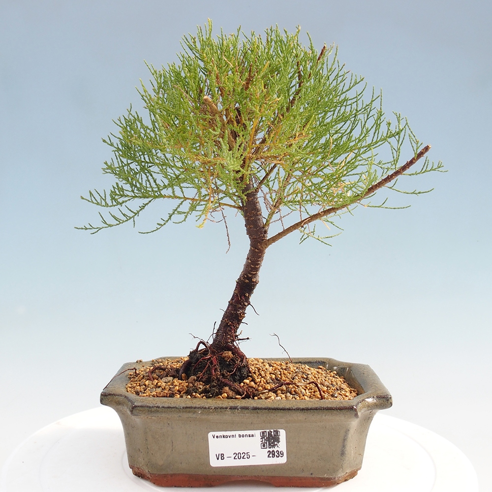 Bonsai im Freien - Tamarix - Tamarix