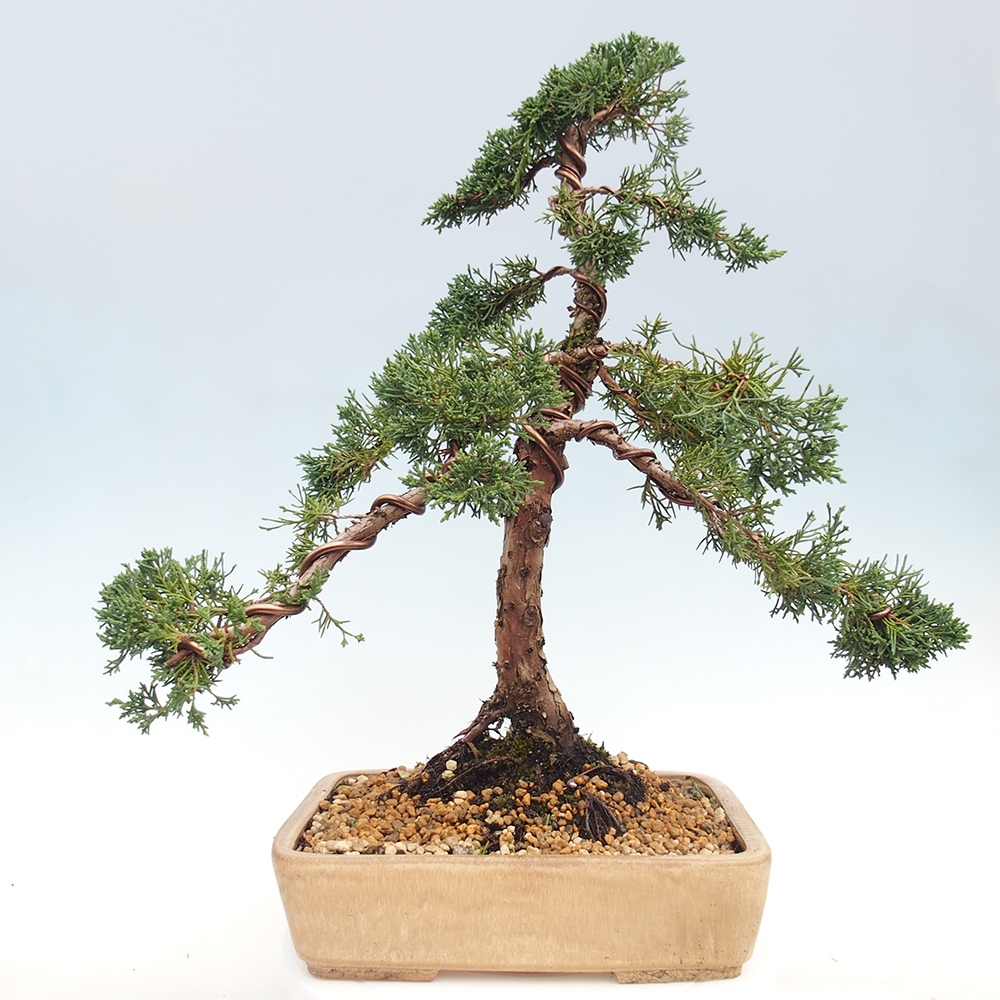 Outdoor-Bonsai - Juniperus chinensis Kishu - Chinesischer Wacholder