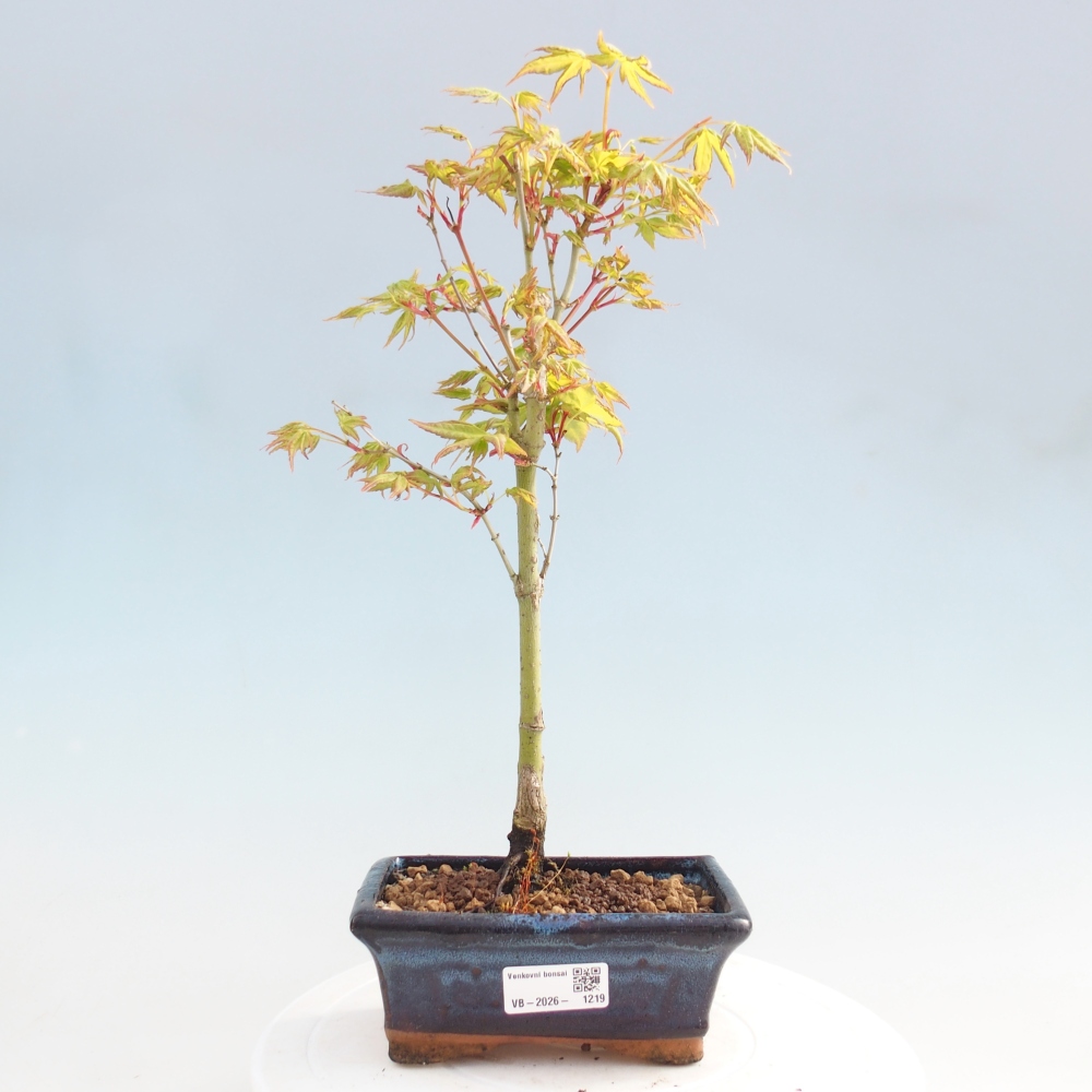 Acer palmatum Aureum - Goldahorn