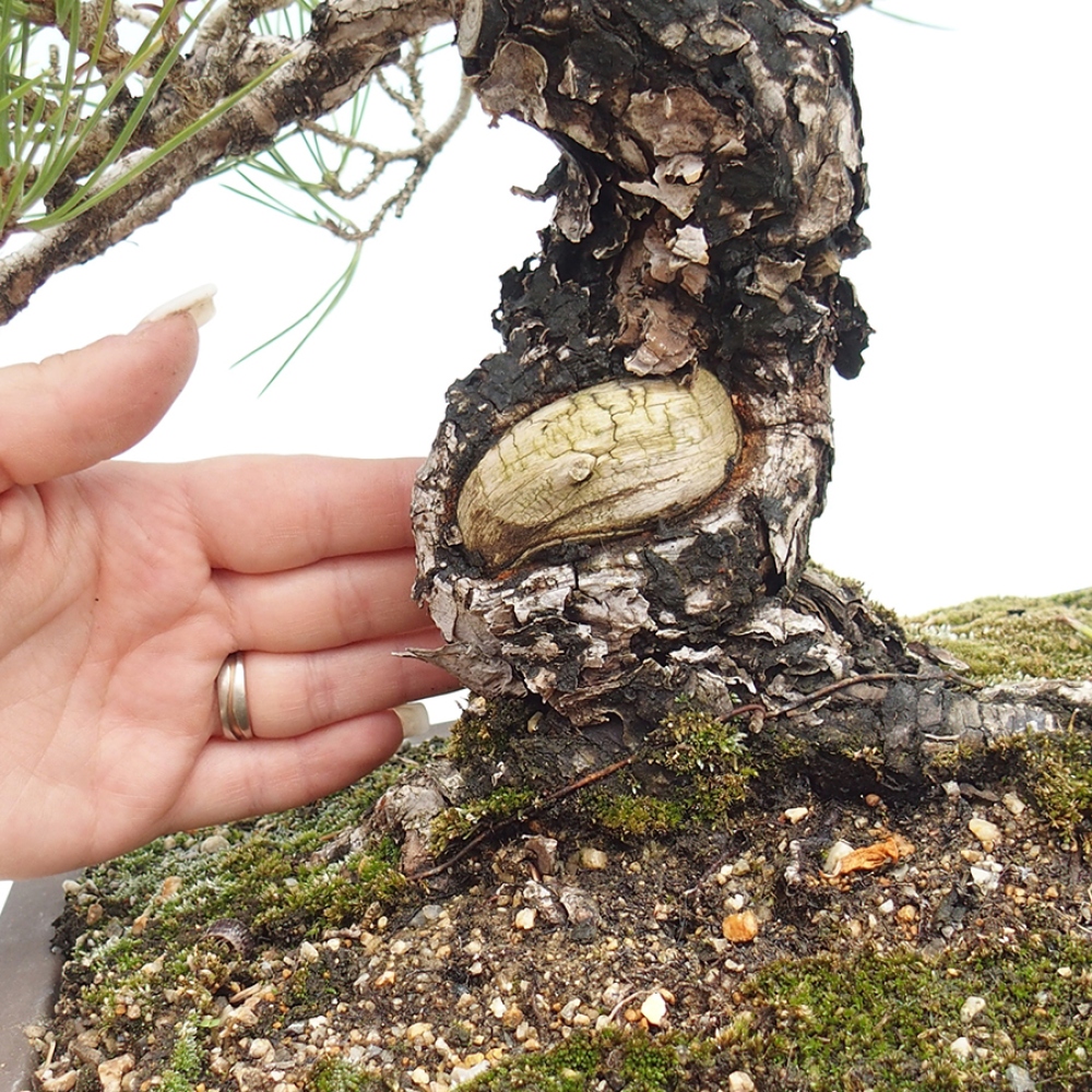 Bonsai für draußen - Pinus thunbergii - Thunberg-Kiefer