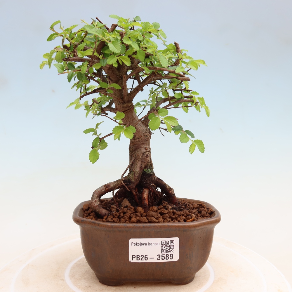 Zimmerbonsai - Ulmus parvifolia - Kleinblättrige Ulme