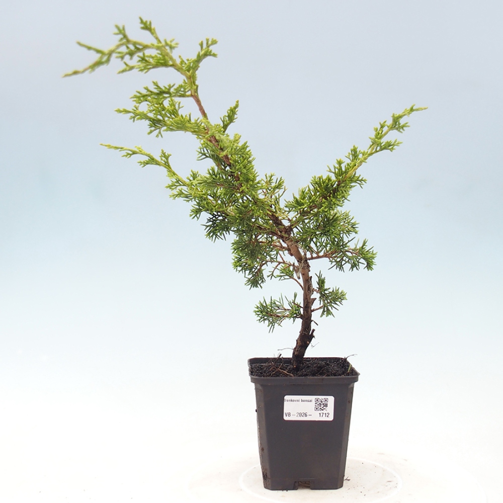 Bonsai für draußen - Juniperus chinensis Itoigawa
