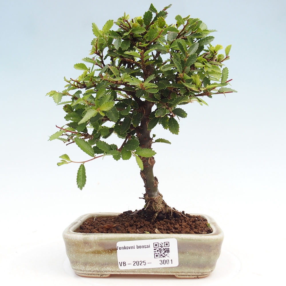 Bonsai im Freien - Ulmus parvifolia Sagei - Kleinblättrige Ulme