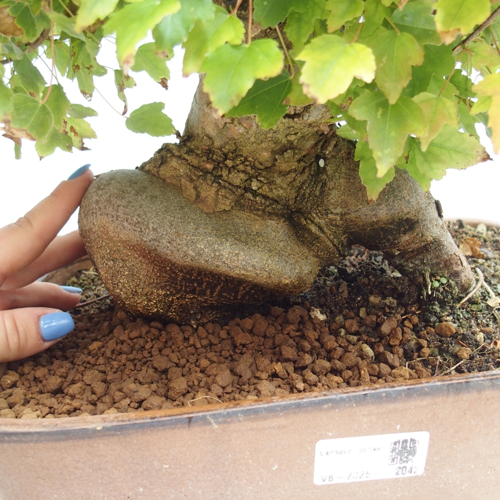 Bonsai im Freien - Ahorn Buergerianum - Burger Maple