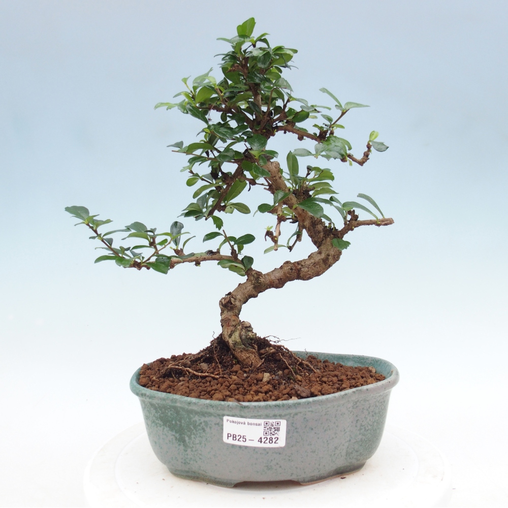Zimmer-Bonsai - Carmona macrophylla - Tee-Fuki