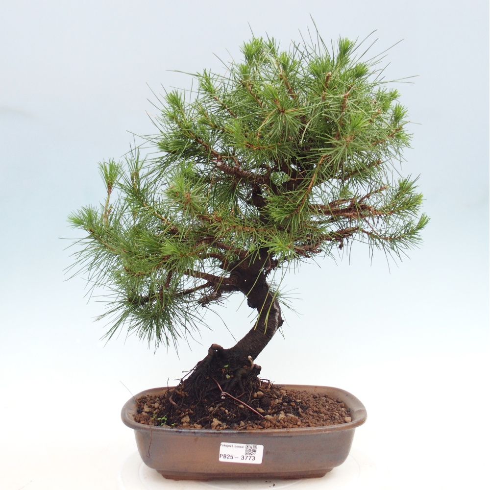 Zimmer Bonsai-Pinus halepensis-Kiefer von Aleppo