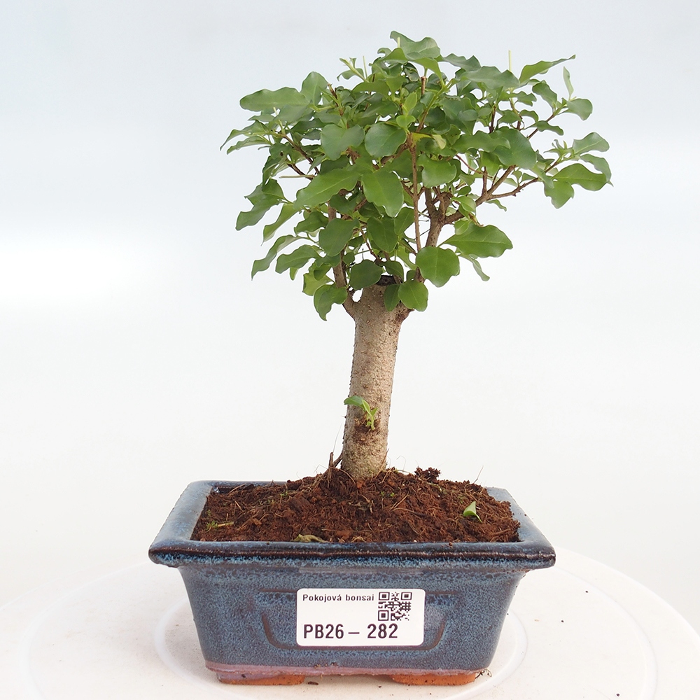 Zimmer Bonsai -Ligustrum chinensis - Vogelschnabel