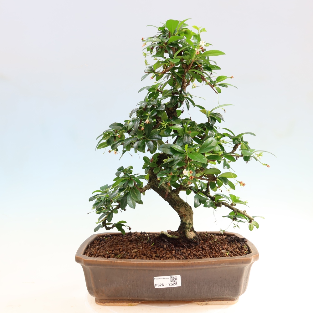Zimmer-Bonsai - Carmona macrophylla - Tee-Fuki