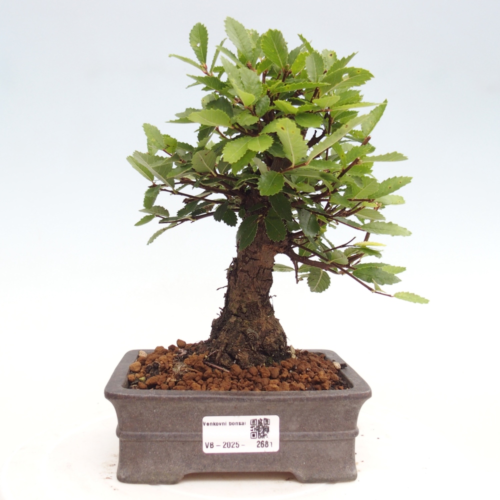 Bonsai im Freien - Zelkova - Zelkova NIRE