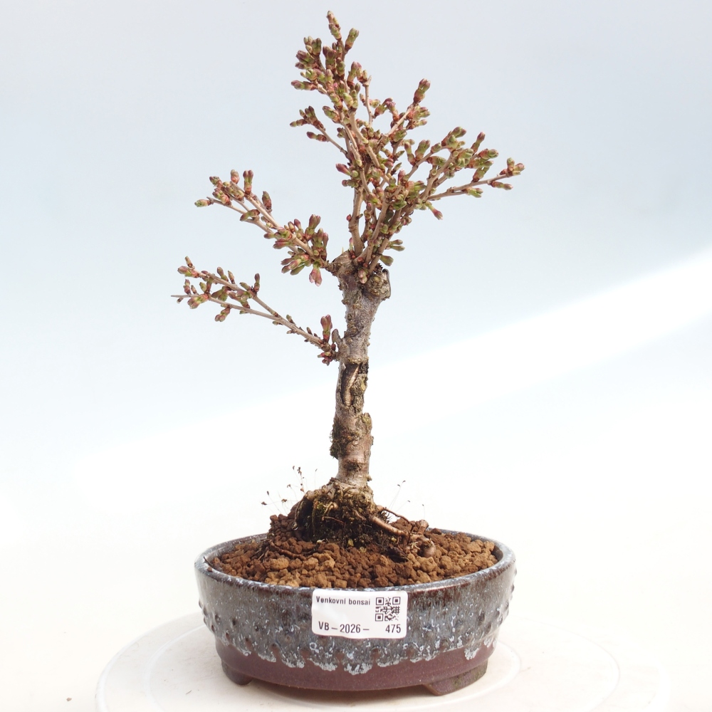 Bonsai für draußen - Prunus incisa Kojou-no mai-Plivon ausgeschnitten