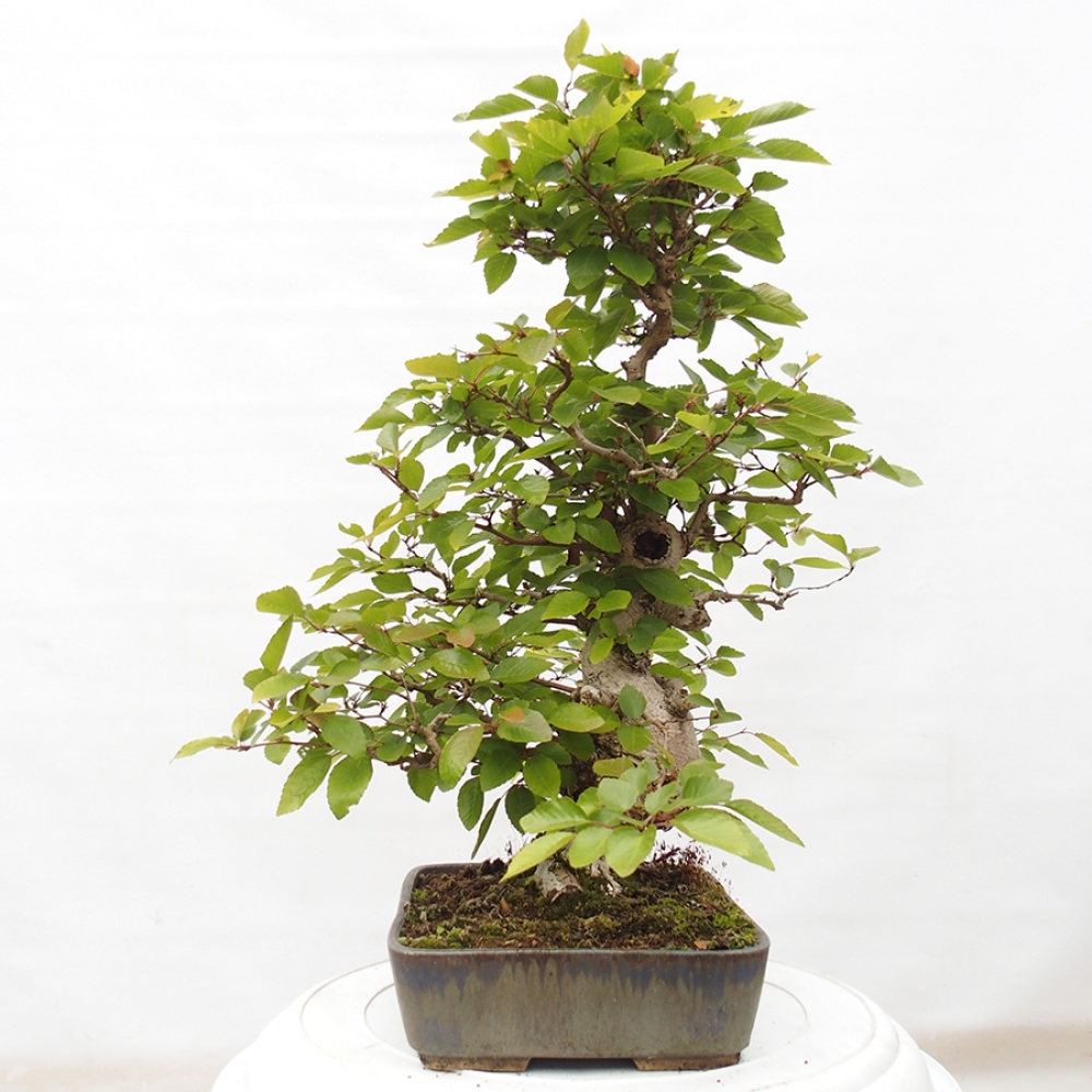 Bonsai im Freien -Carpinus CARPINOIDES - Koreanische Hainbuche