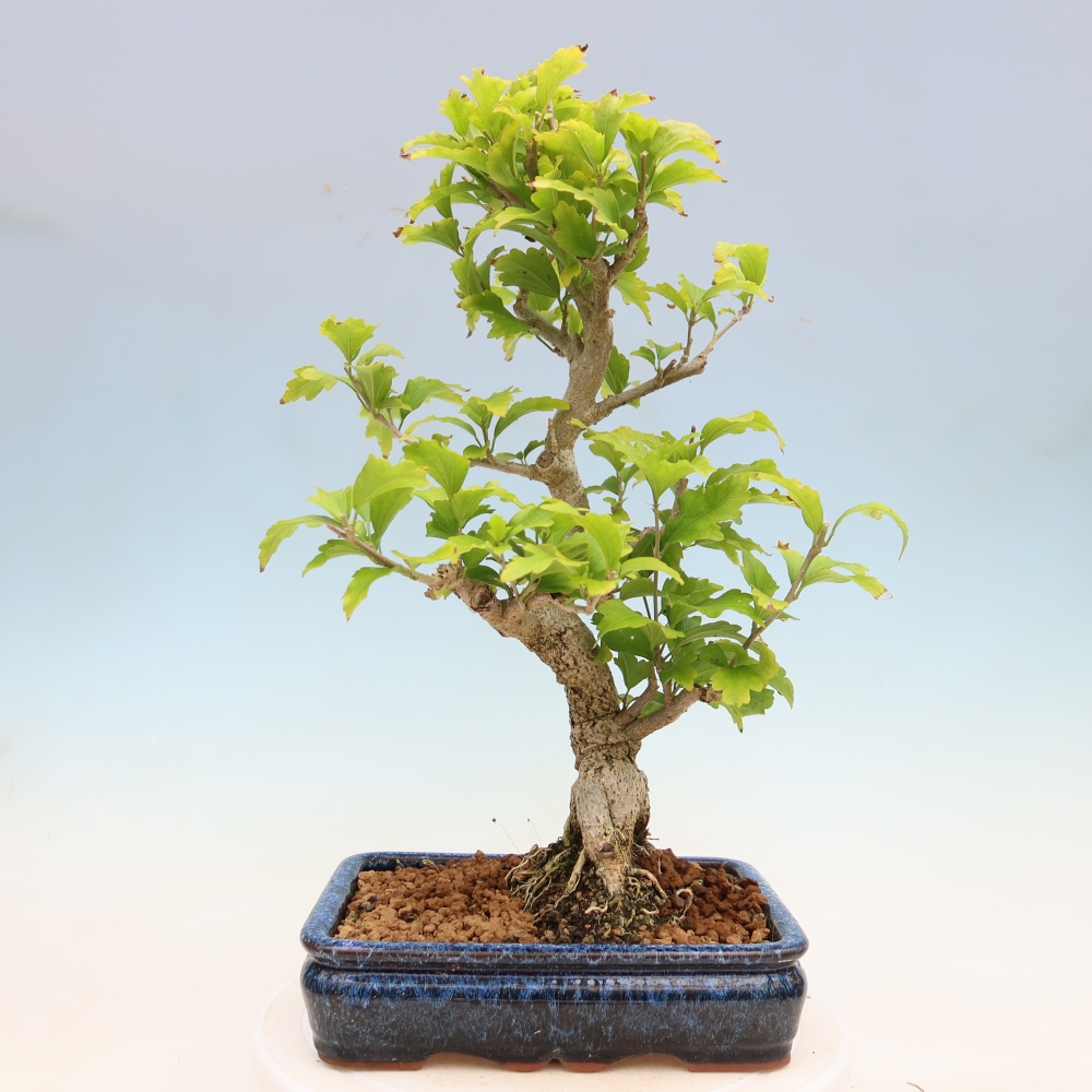 Bonsai für den Außenbereich – Hibiscus syriacus – Syrischer Hibiskus