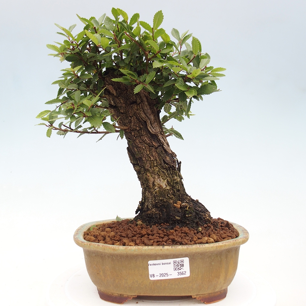 Bonsai für draußen - Zelkova - Zelkova NIRE
