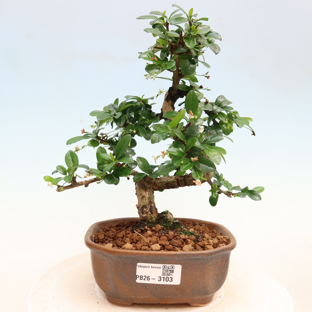 Zimmer-Bonsai - Carmona macrophylla - Tee-Fuki
