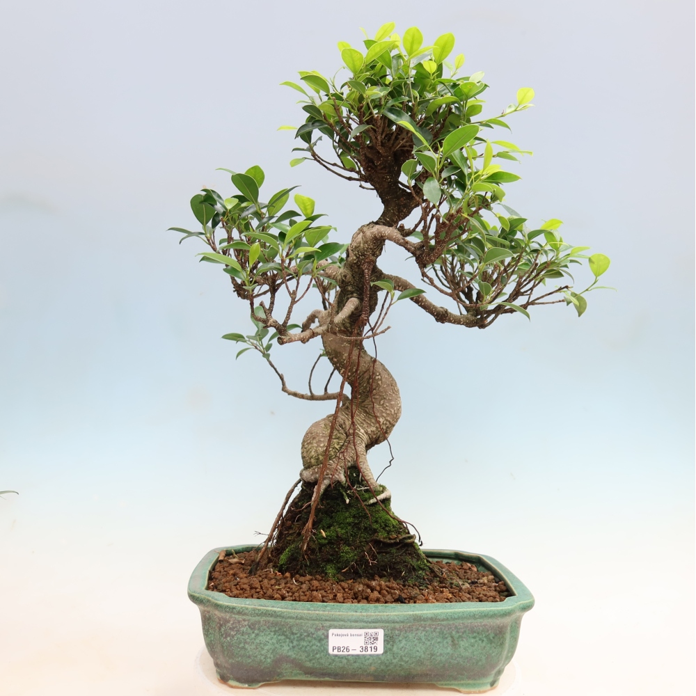 Zimmerbonsai - Ficus kimmen - Kleinblättriger Ficus