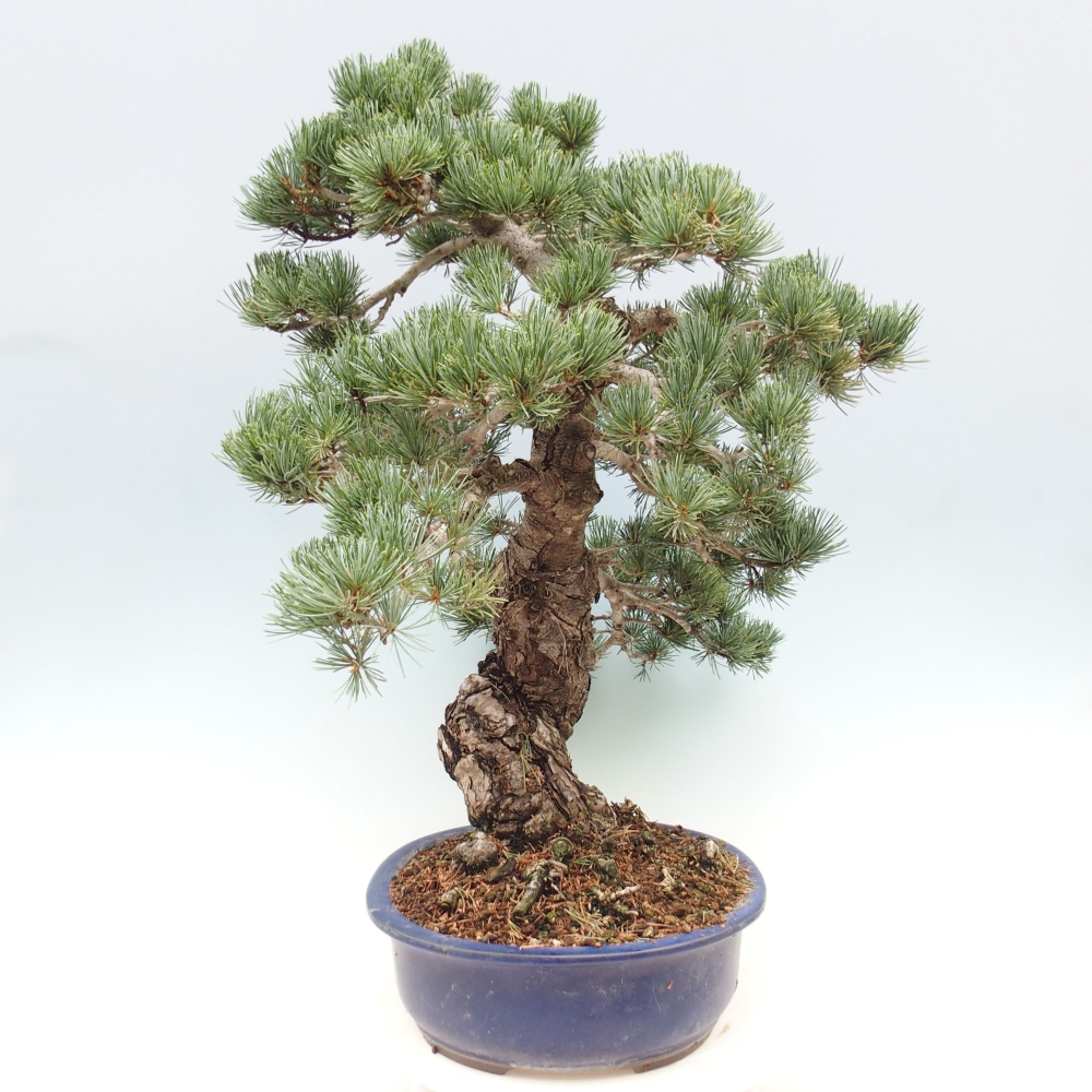 Bonsai im Freien - Pinus parviflora - kleine Kiefer