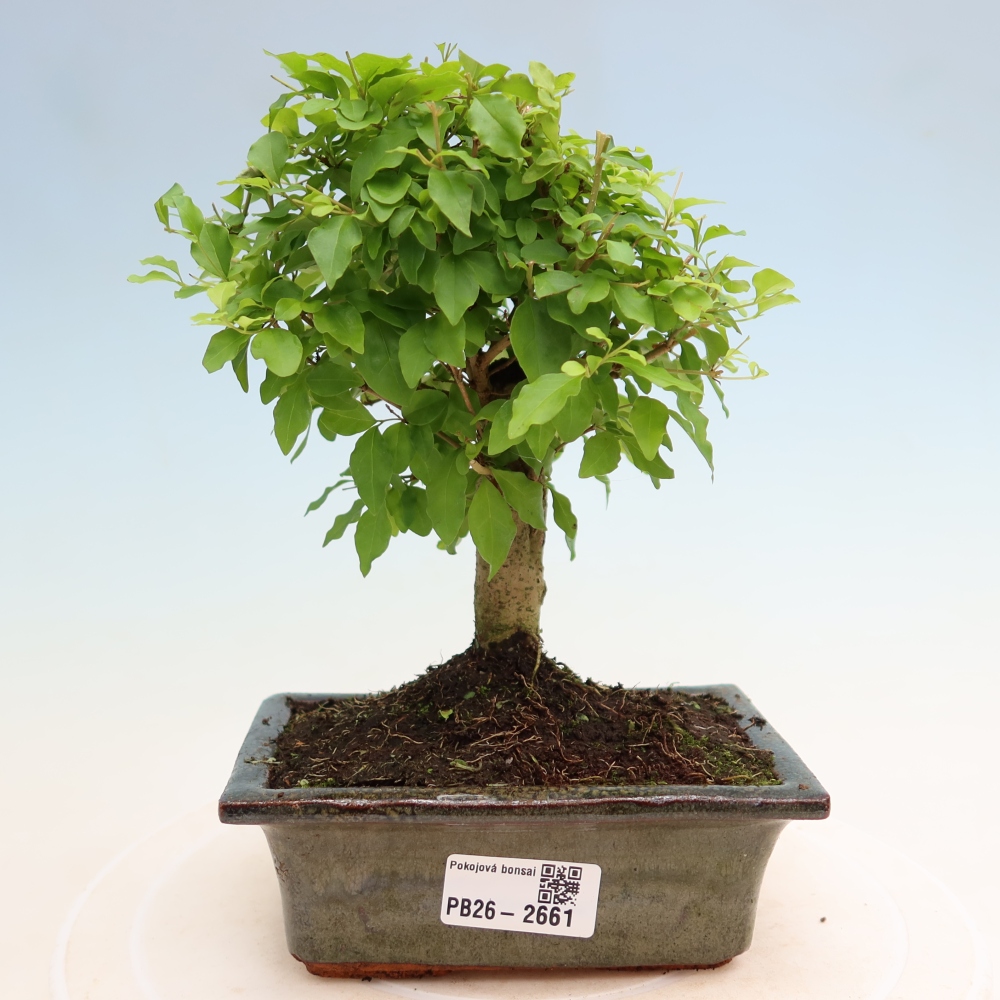 Zimmer Bonsai -Ligustrum chinensis - Vogelschnabel