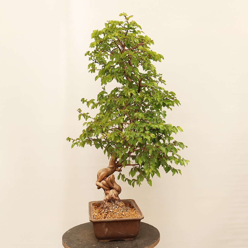 Bonsai im Freien - Carpinus Coreana - Koreanische Hainbuche