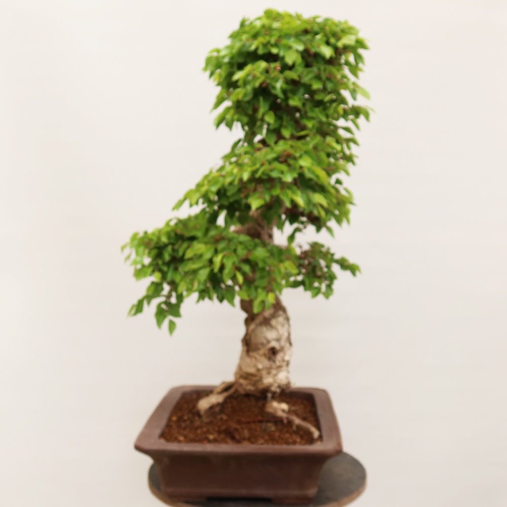 Bonsai im Freien - Carpinus Coreana - Koreanische Hainbuche