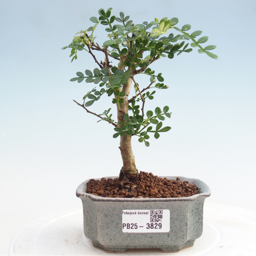 Zimmer Bonsai - Zantoxylum piperitum - Pfefferbaum PB220935