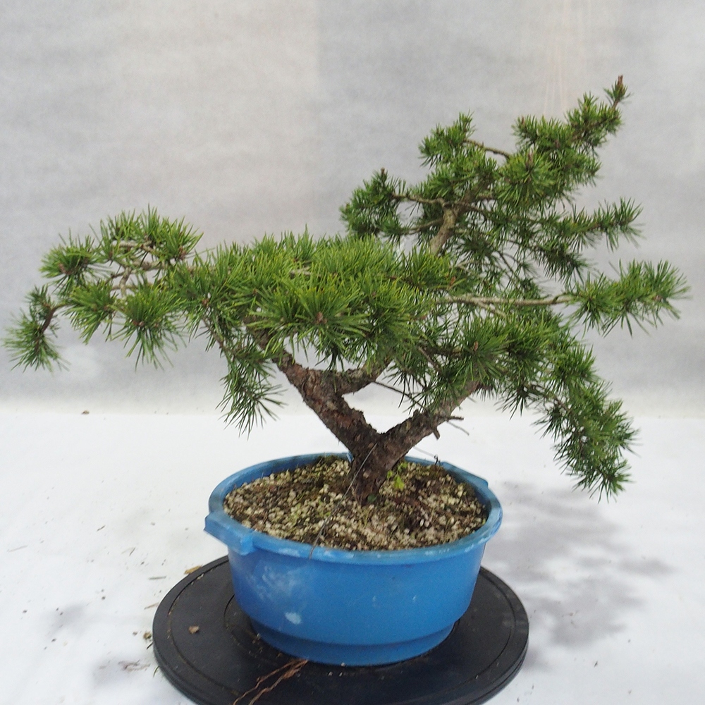 Yamadori - Pinus sylvestris 