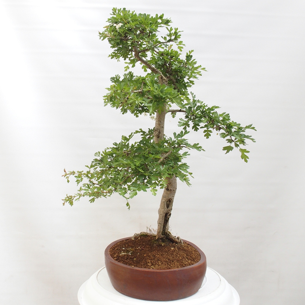 Bonsai im Freien - Weißdorn - Crataegus monogyna