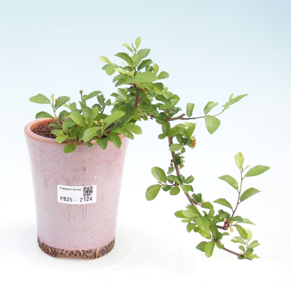 Zimmerbonsai - Grewia occidentalis - Lavendelstern