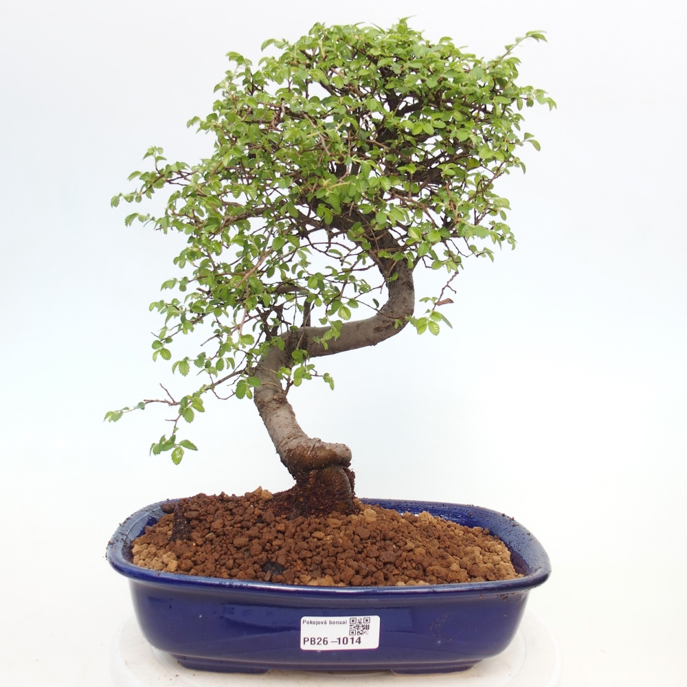 Zimmerbonsai - Ulmus parvifolia - Kleinblättrige Ulme