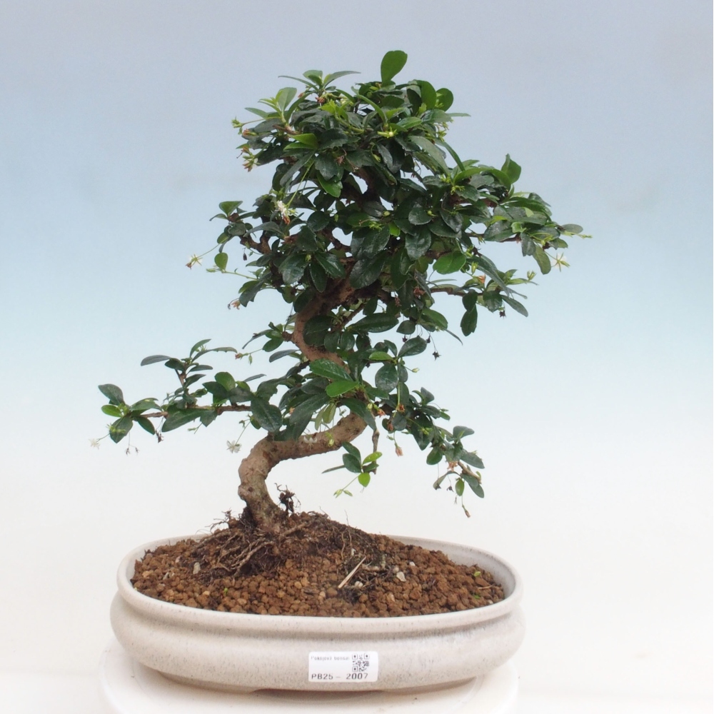 Zimmer Bonsai - Carmona macrophylla - Tea Fuki