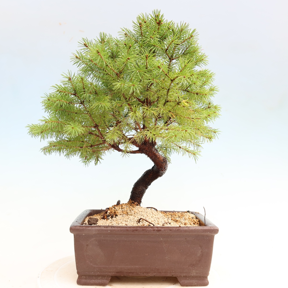 Bonsai für den Außenbereich – Graufichte – Picea glauca Globe