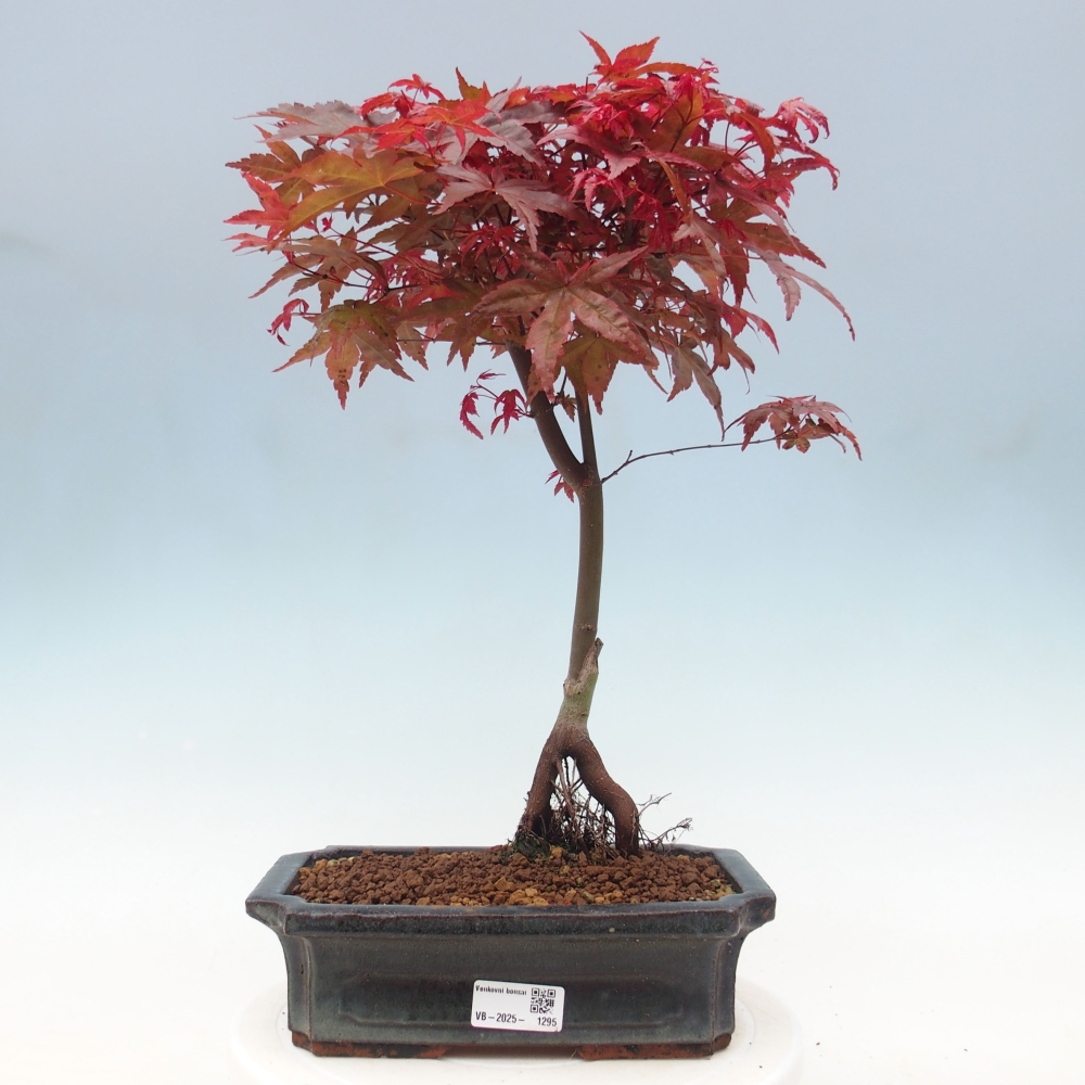 Outdoor bonsai - dlanitolistý klon - Acer palmatum DESHOJO