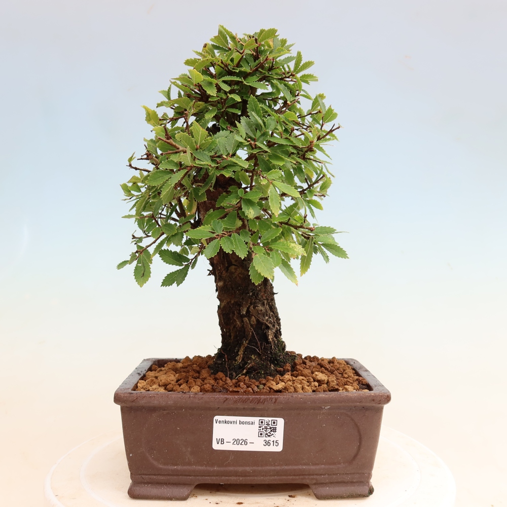 Bonsai für draußen - Zelkova - Zelkova NIRE